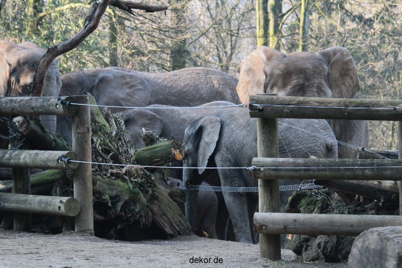 zoo-wuppertal-elefanten-03-076