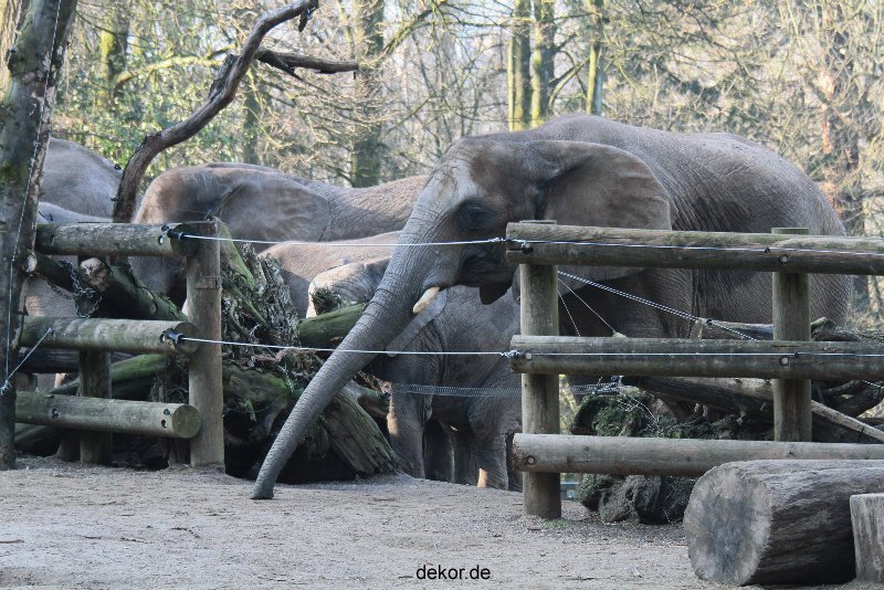 zoo-wuppertal-elefanten-03-077