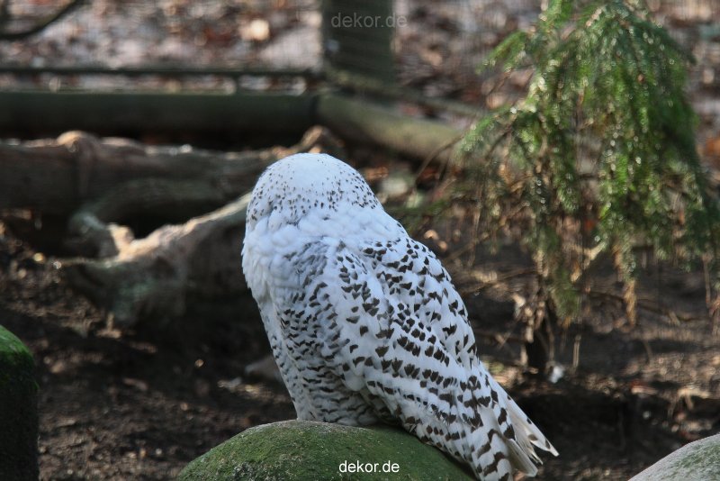 zoo-wuppertal-eulen-01-002