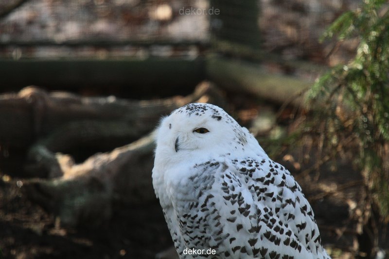 zoo-wuppertal-eulen-01-004