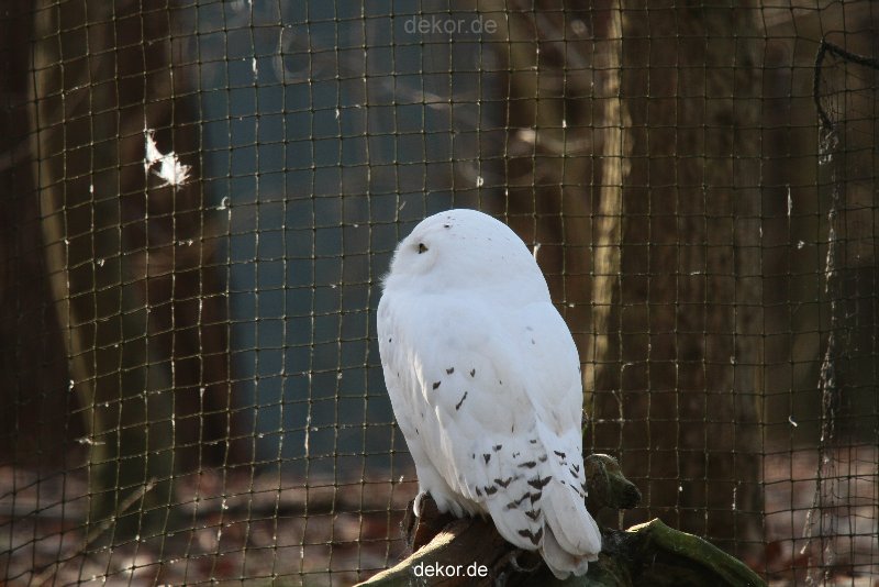 zoo-wuppertal-eulen-01-007