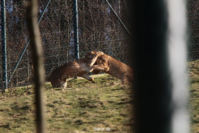 zoo-wuppertal-loewen-02-013