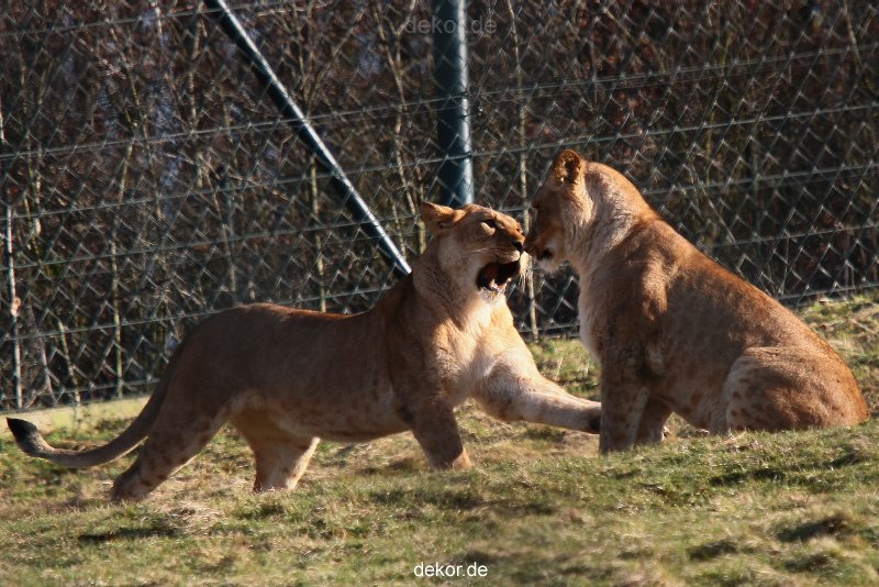 zoo-wuppertal-loewen-02-015
