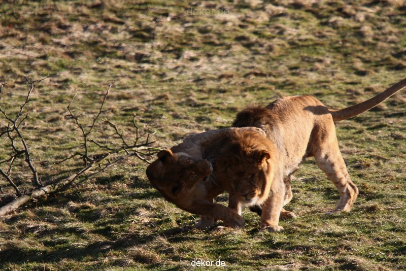 zoo-wuppertal-loewen-02-021