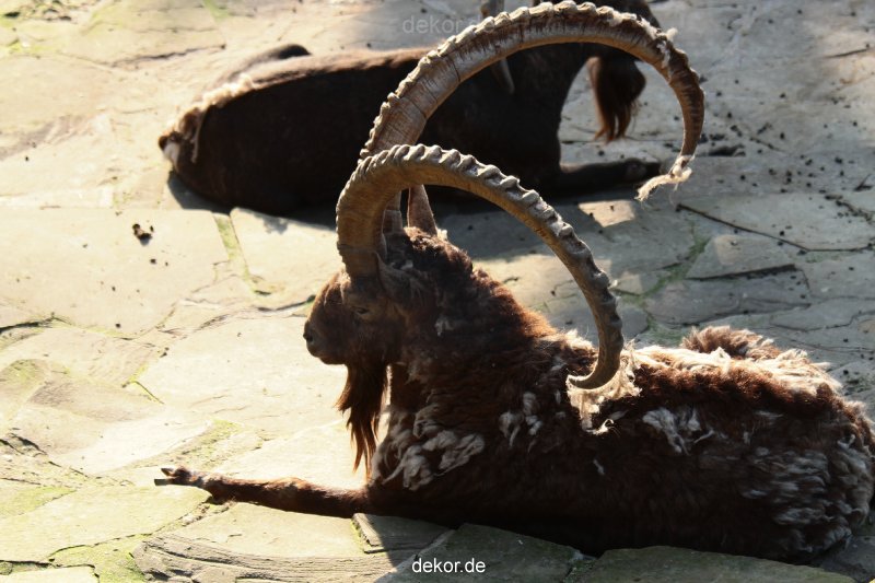 zoo-wuppertal-steinboecke-001