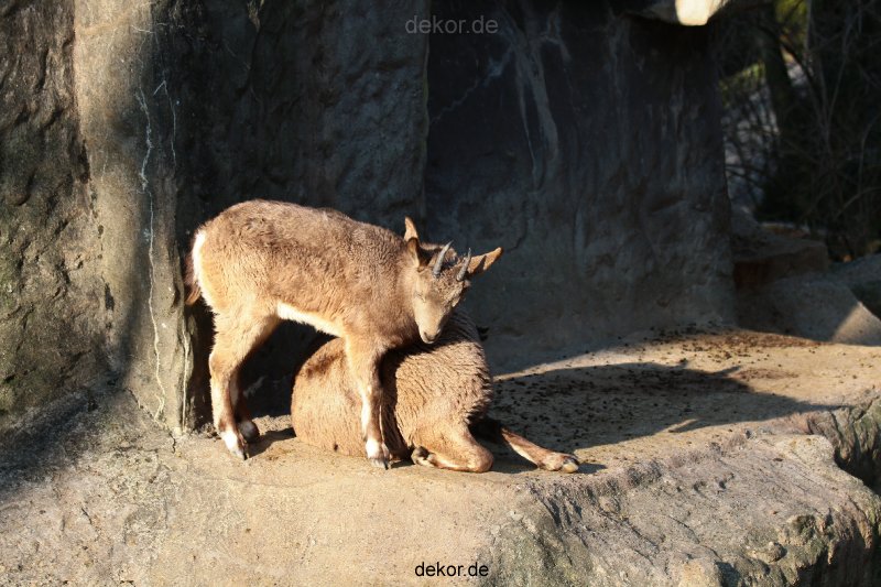 zoo-wuppertal-steinboecke-007