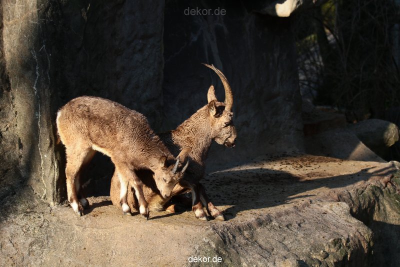 zoo-wuppertal-steinboecke-008