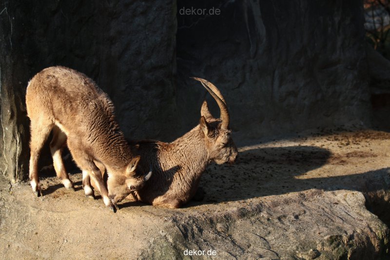 zoo-wuppertal-steinboecke-010