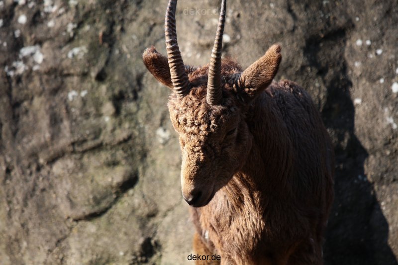 zoo-wuppertal-steinboecke-014