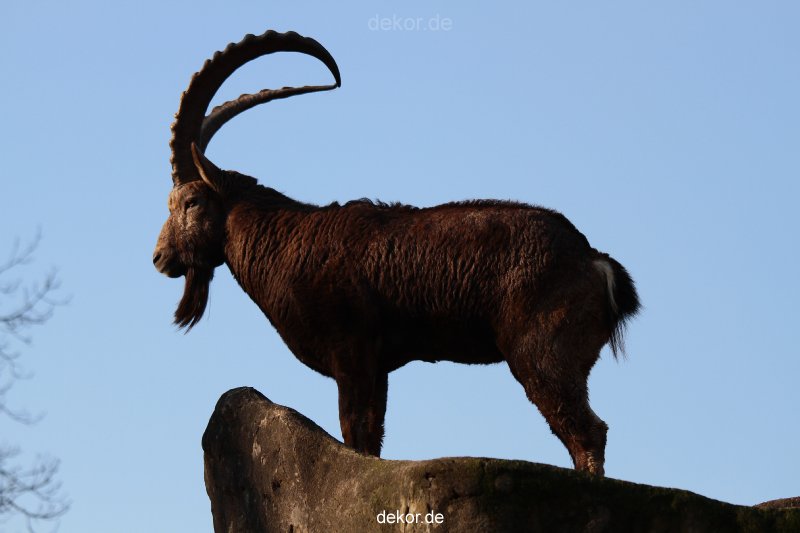 zoo-wuppertal-steinboecke-019