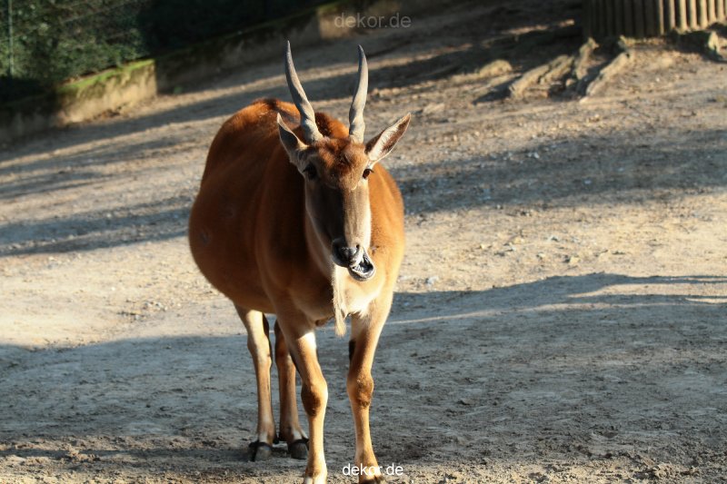 zoo-wuppertal-steinboecke-032