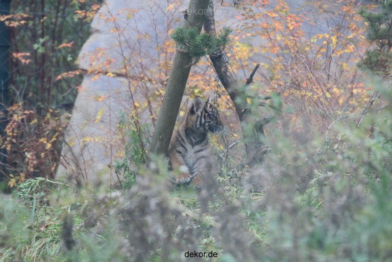 zoo-wuppertal-tschuna-daseep-01-002