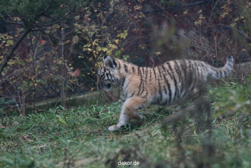 zoo-wuppertal-tschuna-daseep-01-003