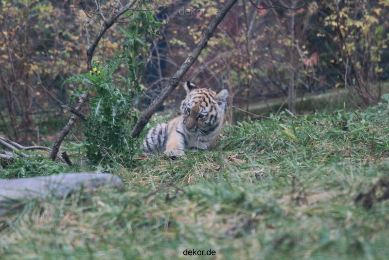 zoo-wuppertal-tschuna-daseep-01-008