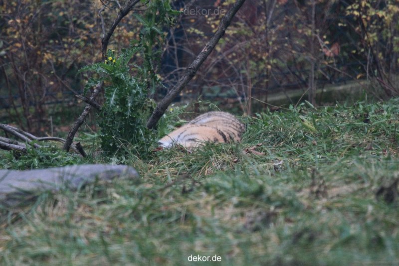 zoo-wuppertal-tschuna-daseep-01-009