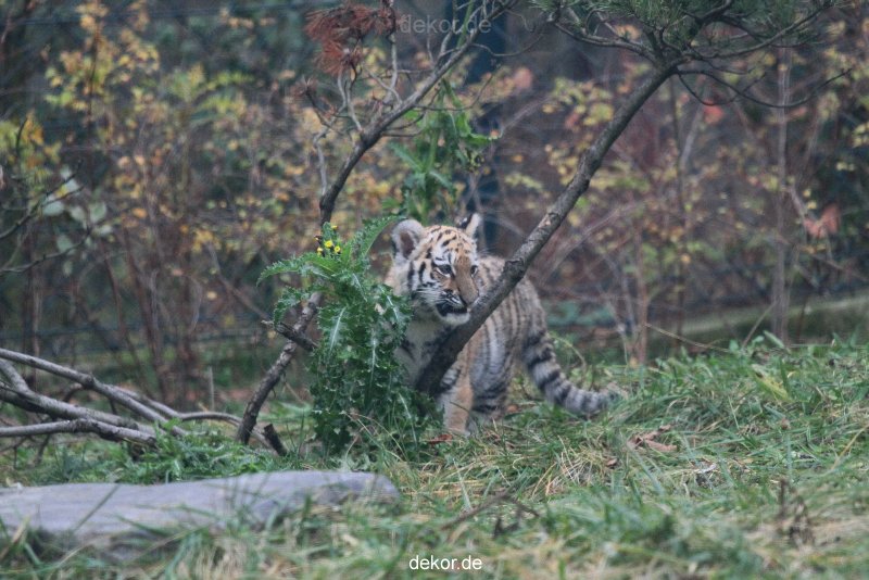 zoo-wuppertal-tschuna-daseep-01-011