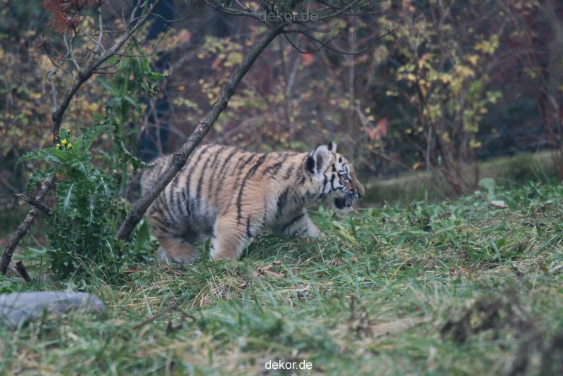 zoo-wuppertal-tschuna-daseep-01-013