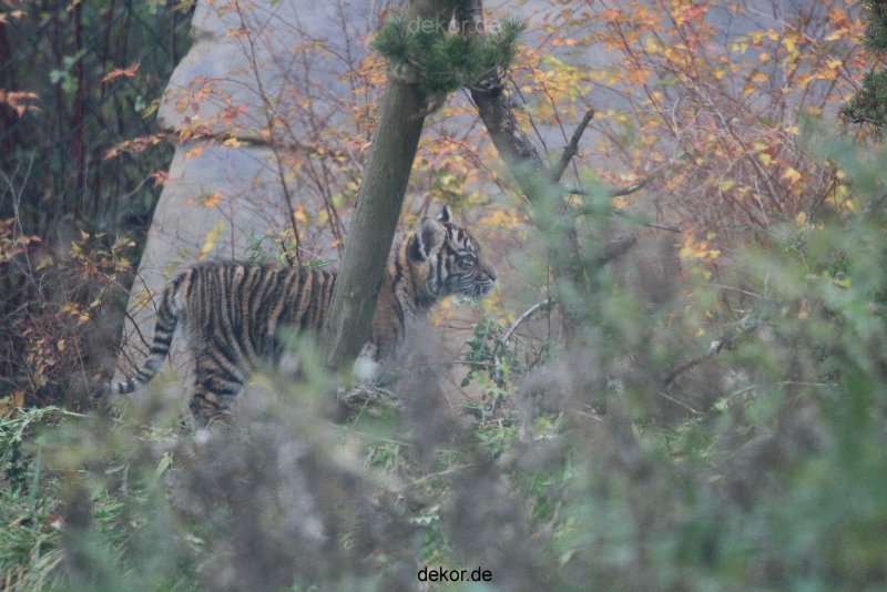 zoo-wuppertal-tschuna-daseep-01-015