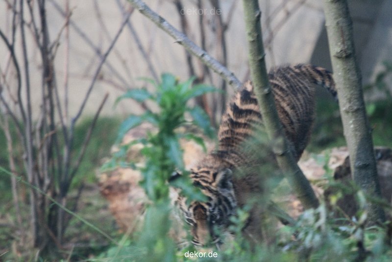 zoo-wuppertal-tschuna-daseep-01-020