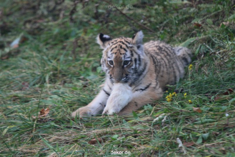 zoo-wuppertal-tschuna-daseep-01-022