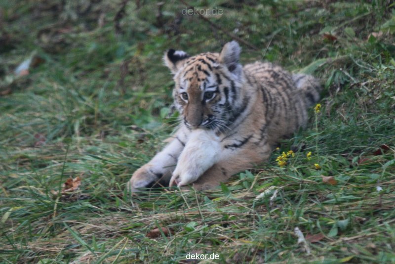 zoo-wuppertal-tschuna-daseep-01-023
