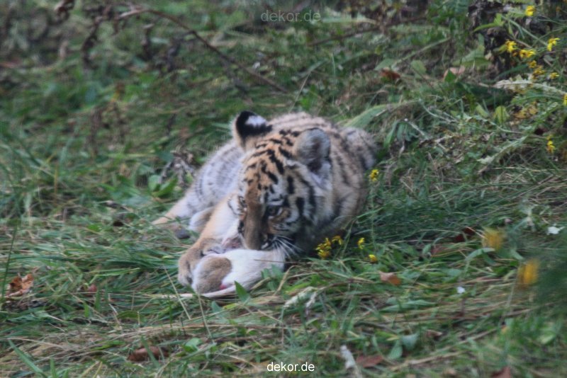 zoo-wuppertal-tschuna-daseep-01-024