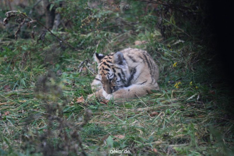 zoo-wuppertal-tschuna-daseep-01-029