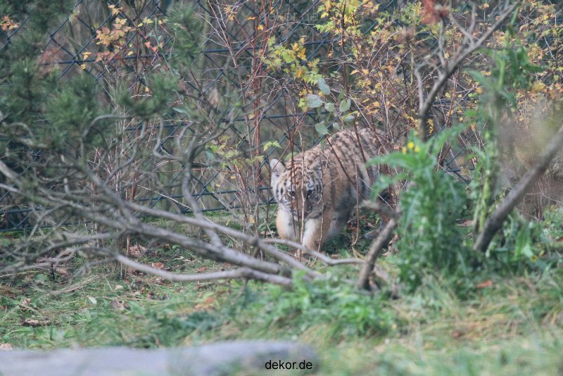 zoo-wuppertal-tschuna-daseep-01-032