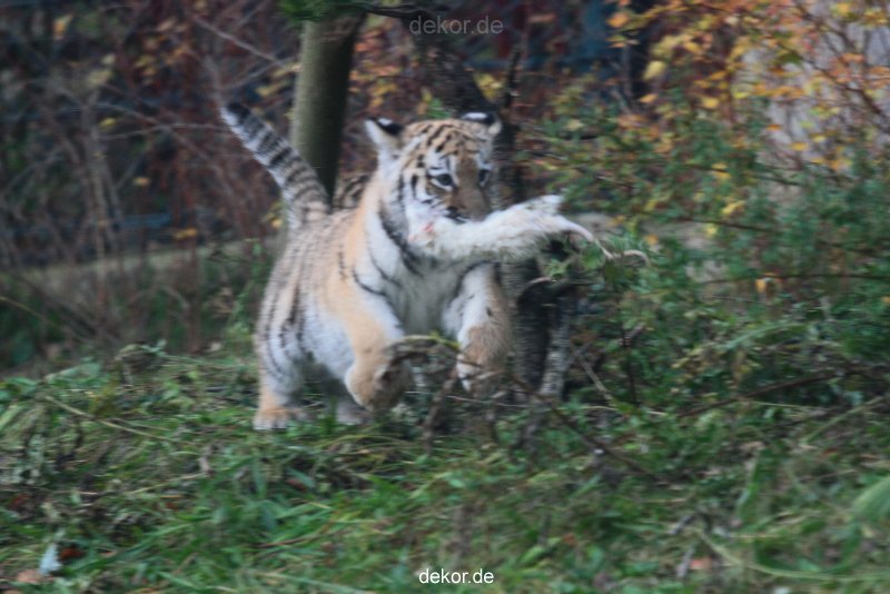 zoo-wuppertal-tschuna-daseep-01-038