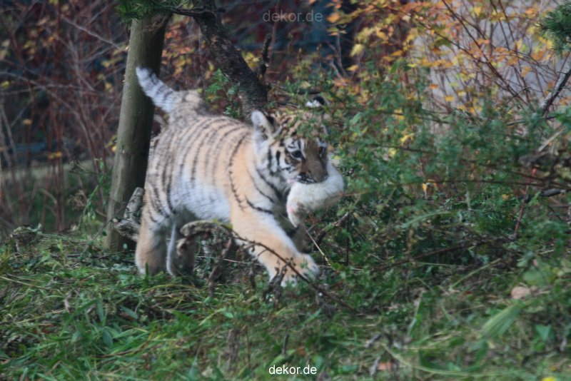 zoo-wuppertal-tschuna-daseep-01-039