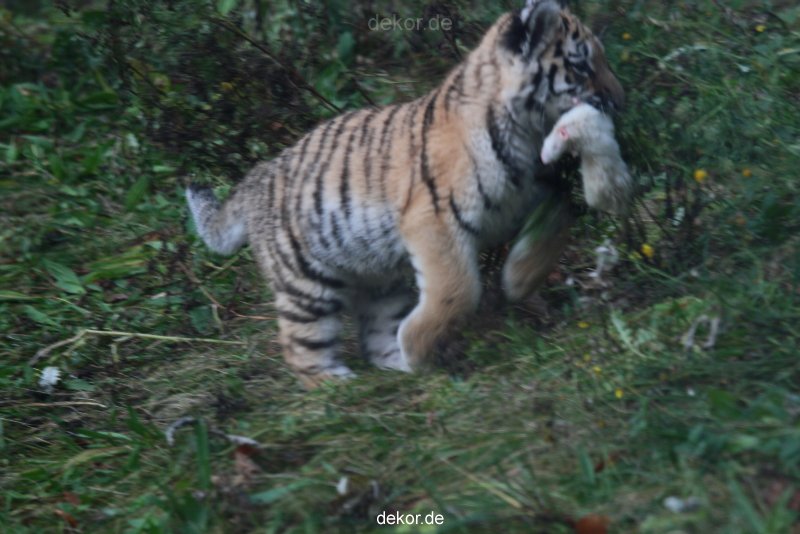 zoo-wuppertal-tschuna-daseep-01-042