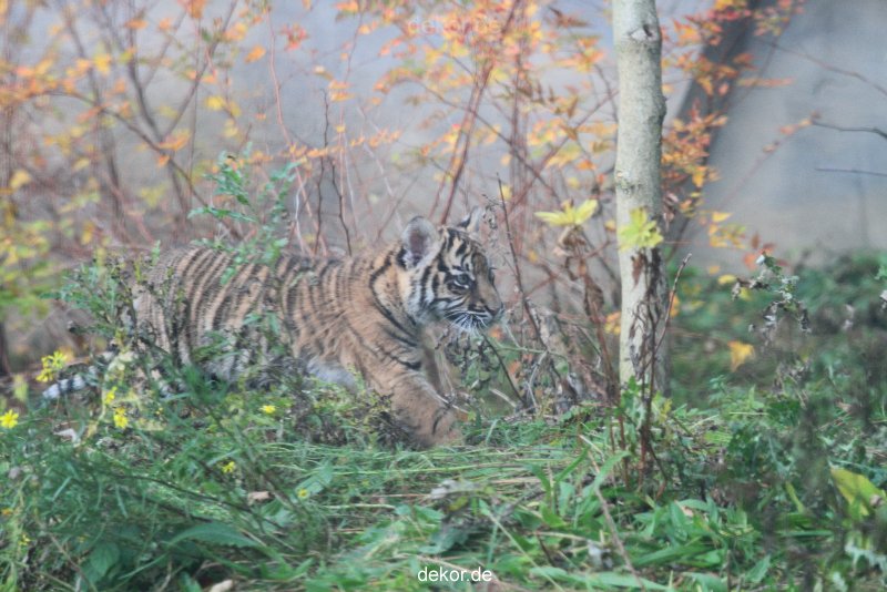 zoo-wuppertal-tschuna-daseep-01-043