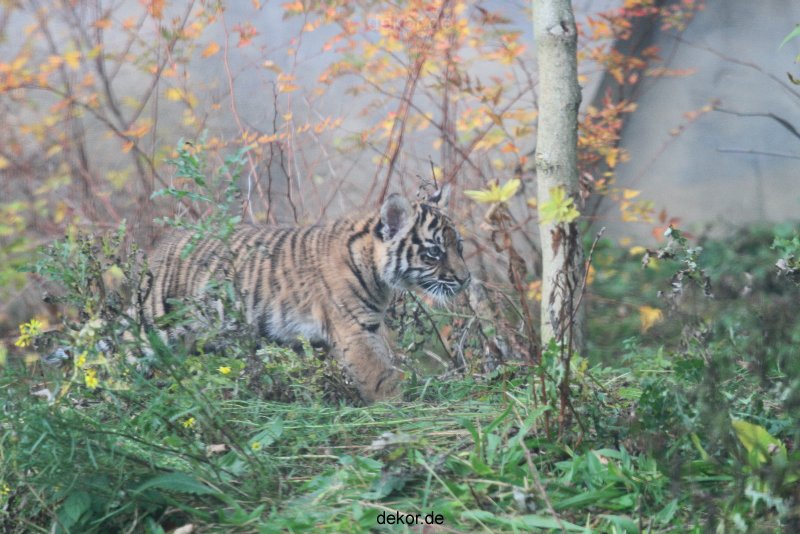 zoo-wuppertal-tschuna-daseep-01-044