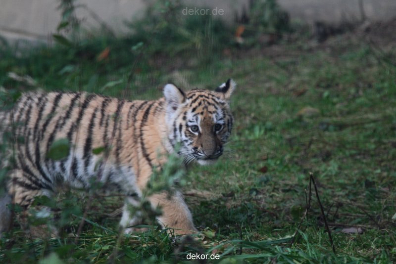 zoo-wuppertal-tschuna-daseep-01-045