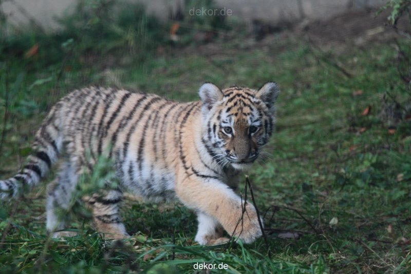 zoo-wuppertal-tschuna-daseep-01-047