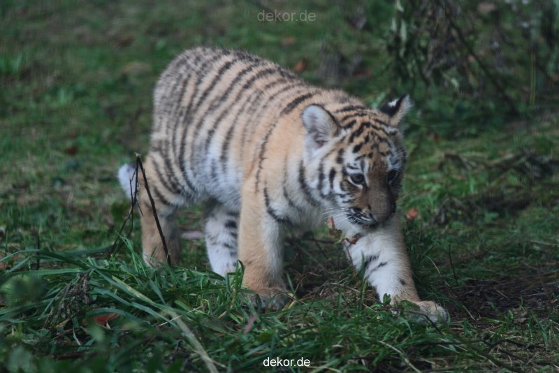 zoo-wuppertal-tschuna-daseep-01-049