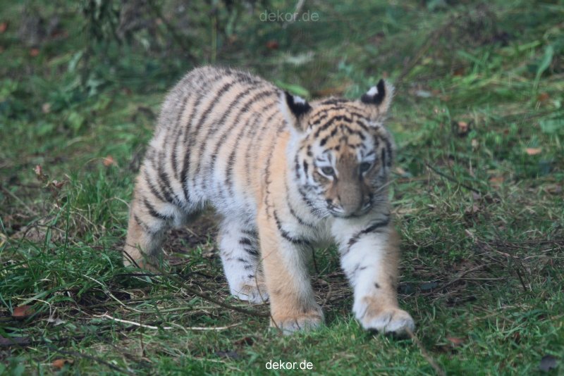 zoo-wuppertal-tschuna-daseep-01-050