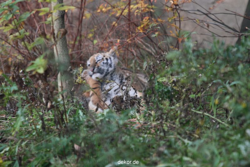 zoo-wuppertal-tschuna-daseep-01-055