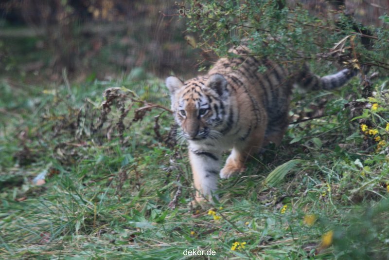 zoo-wuppertal-tschuna-daseep-01-057