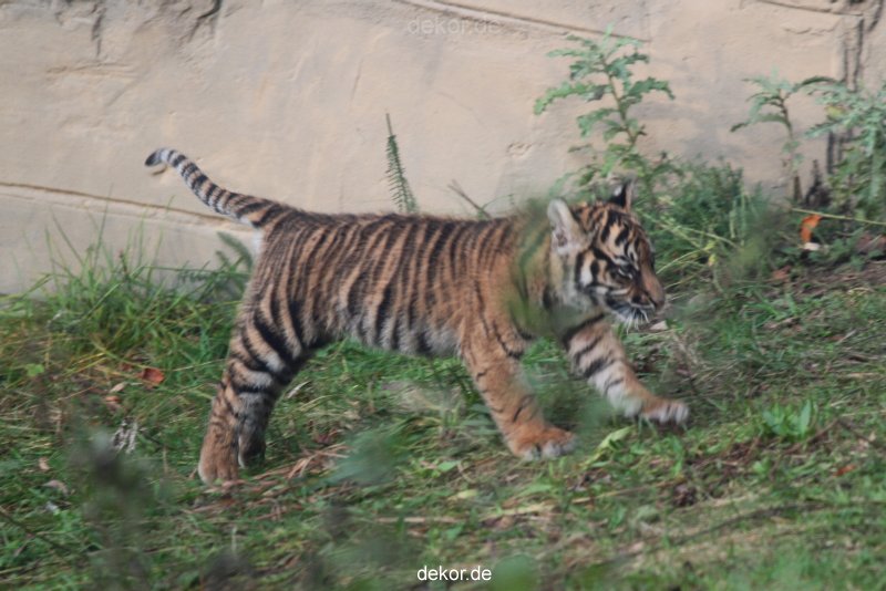 zoo-wuppertal-tschuna-daseep-01-059
