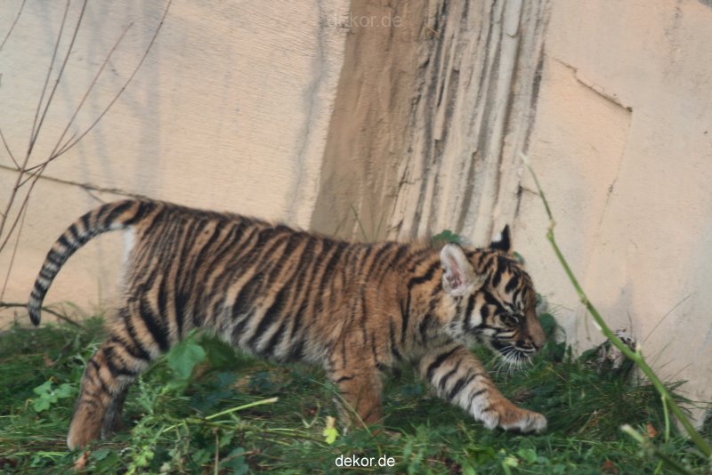 zoo-wuppertal-tschuna-daseep-01-061