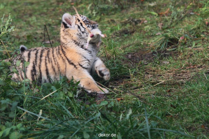 zoo-wuppertal-tschuna-daseep-01-069