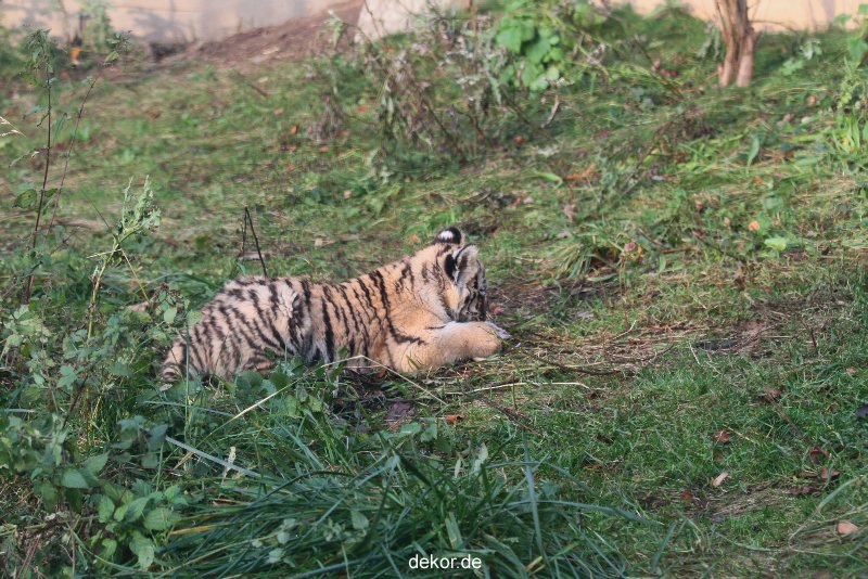 zoo-wuppertal-tschuna-daseep-01-070