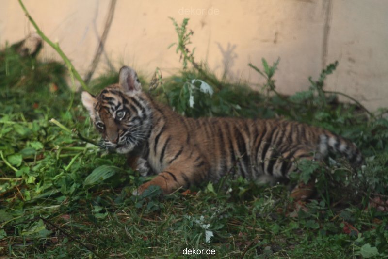 zoo-wuppertal-tschuna-daseep-01-073