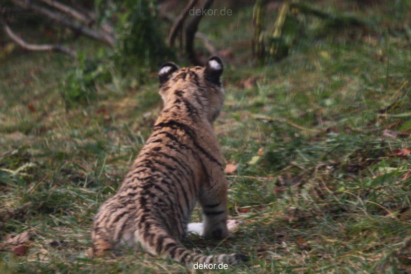 zoo-wuppertal-tschuna-daseep-01-075