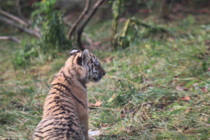 zoo-wuppertal-tschuna-daseep-01-077