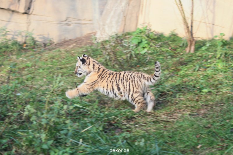 zoo-wuppertal-tschuna-daseep-01-089