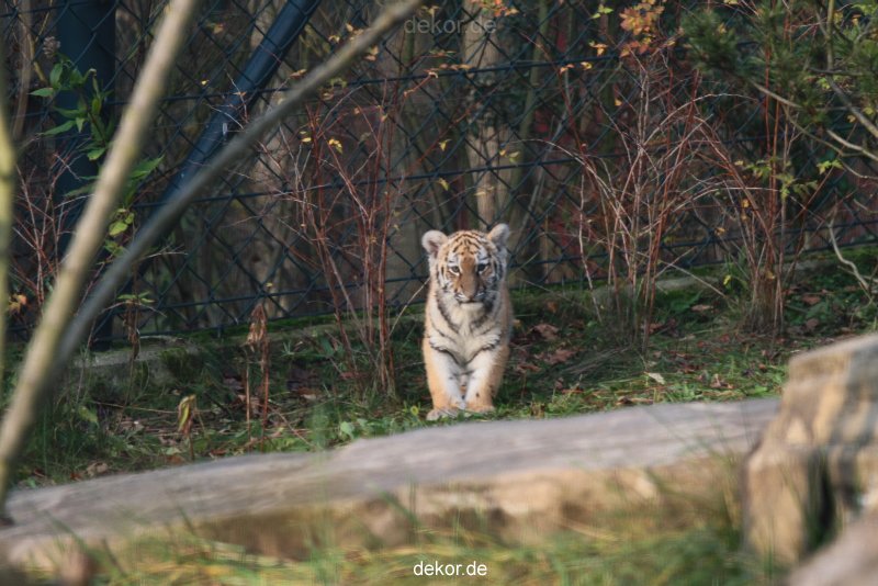 zoo-wuppertal-tschuna-daseep-01-090