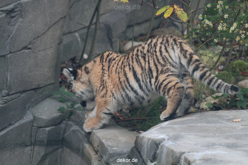 zoo-wuppertal-tschuna-daseep-01-096