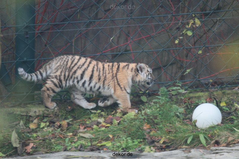 zoo-wuppertal-tschuna-daseep-01-097